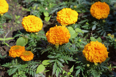 gelunix marigold/gende ka phool flower seeds Seed(50 per packet)