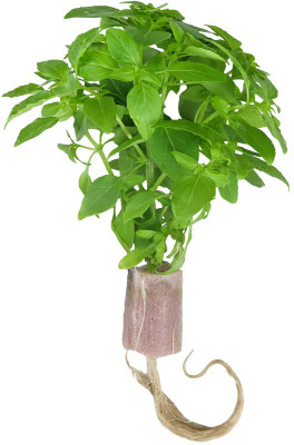Qualtivate NBIR-51 Basil 'Greek Columnar' Seed(1000 per packet)