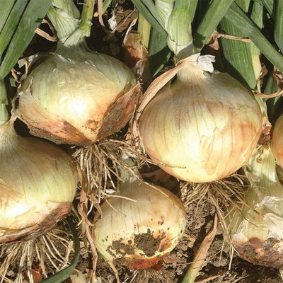 CYBEXIS F1 Hybrid Orange Onion Seeds2000 Seeds Seed(2000 per packet)