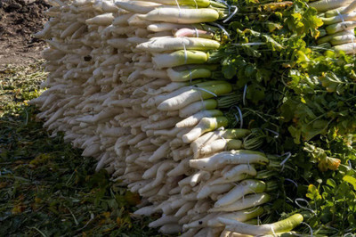 KANAYA Radish Seed(20 per packet)