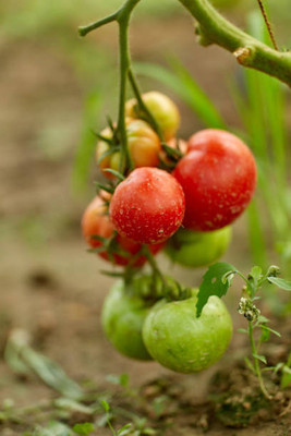 BMSSSL tomato Seed(35 per packet)