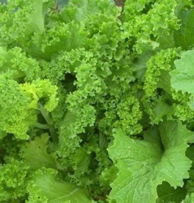 VibeX KGF -37 - Southern Giant Curled Mustard - (2250 Seeds) Seed(2250 per packet)