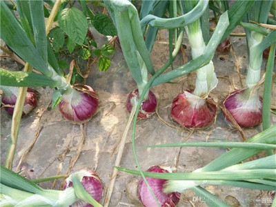 WILLVINE GBPUT -XI Ruby Red Onion Seeds [5g] Seed(3000 per packet)