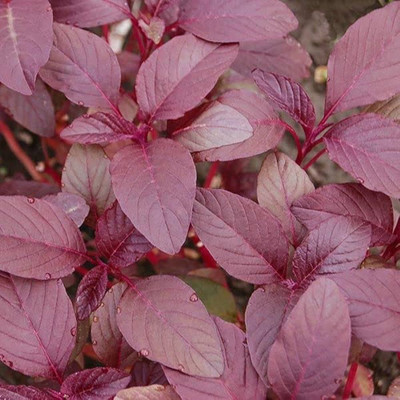 Infintegreen RED AMARANTHUS (LAAL CHOLAI) Seed(100 per packet)