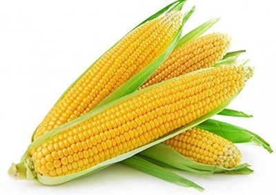 WILLVINE KGF -IV F1 Hybrid Partap Kanchan Sweet Corn -[50g] Seed(200 per packet)