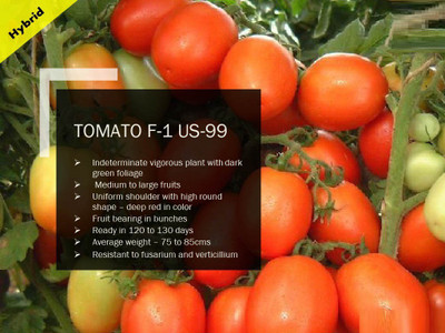 CYBEXIS TOMATO F-1 PUAS-99 SEEDS Seed(2500 per packet)