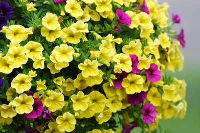 WHADE Yellow Petunia Flower Seed(70 per packet)