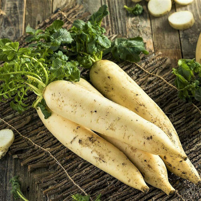 VINTI Radish Seed,Japanese Minowase Seed(1200 per packet)