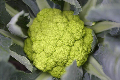 CYBEXIS Seeds of Vegetable Cauliflower Green2000 Seeds Seed(2000 per packet)