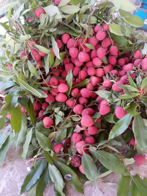 kranti farms litchi Seed(10 per packet)