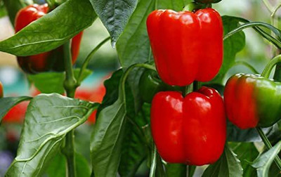CYBEXIS LXI-39 - Capsicum/bellpepper Red Wonder - (1350 Seeds) Seed(1350 per packet)