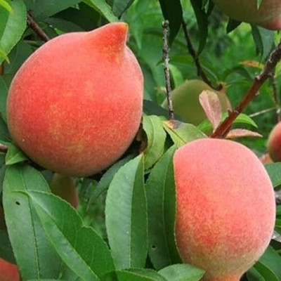 Cloud Farm Peach Seed(1 per packet)