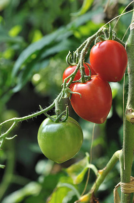 KDA tomato Seed(75 per packet)