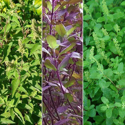 KNESSiN 3 Varieties of Holy Basil - Vana, Rama, Krishna[400 Seeds] Seed(400 per packet)