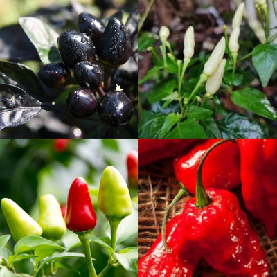 ibains Chili hight rate seed410 Seed(410 per packet)