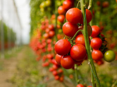 YUGANTAR tomato Seed(135 per packet)