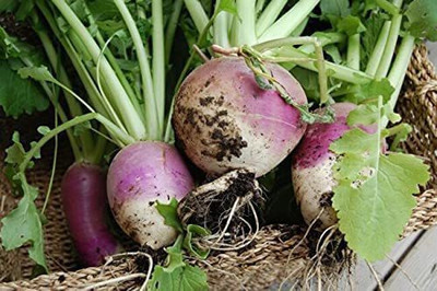CYBEXIS F65Purple Top Turnip Seeds2000 Seeds Seed(2000 per packet)