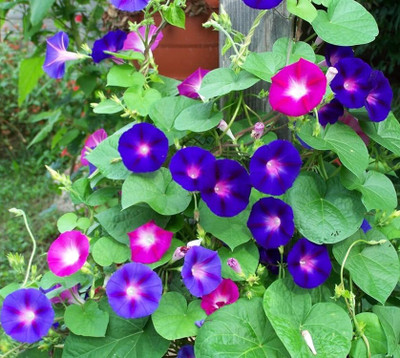Arshiayat Mixed Color Morning Glory Flower Seeds Seed(40 per packet)