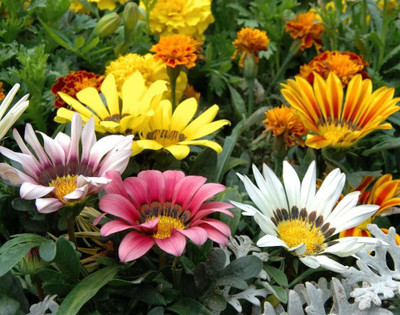 CYBEXIS Mix Seeds - Gazania rigens Seed(50 per packet)