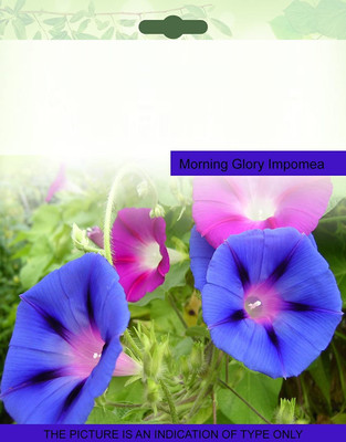 CYBEXIS Morning Glory Ipomea Seeds Seed(50 per packet)