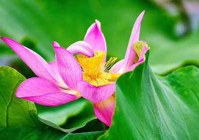 Heirloom Quality lotus,kamal gatta Seed(14 per packet)