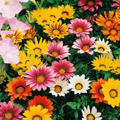 Radha Krishna Agriculture Imported Gazania F1 Hybrid Flower Seeds For Home Gardening/ Seed(60 per packet)