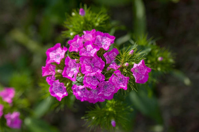 the green dotcom Hybrid Sweet William Double Flower Seed(147 per packet)