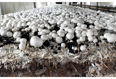 Arko Milky Mushroom Spawn Seed(2000 per packet)