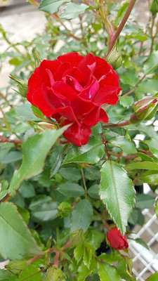 VibeX ® VMR-361 Red Drift Rose, double red Seed(50 per packet)