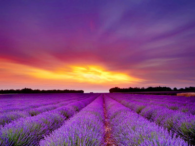 VibeX ATS-33 - Lavender Perennial - (2250 Seeds) Seed(2250 per packet)