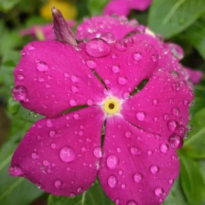 Quentova Vinca/सदाबहार Flower Plant-DLX-2H Seed(75 per packet)