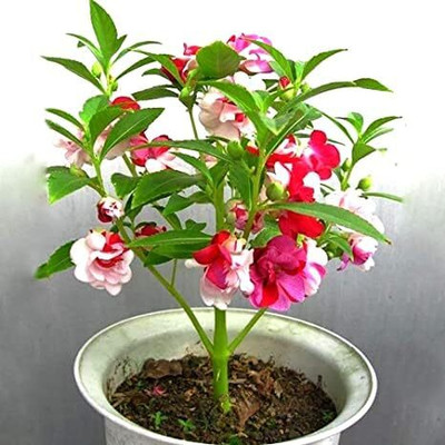 Lorvox Balsam flower seeds double Seed(15 per packet)