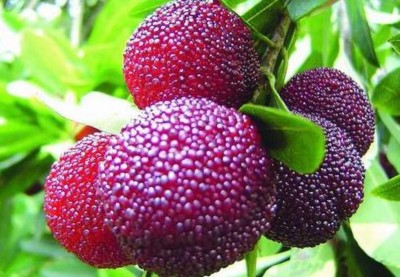 NooElec Seeds India 50+ Seeds- Myrica Rubra Chinese Bay-Berry Seeds - Morella Rubra Seed(50 per packet)