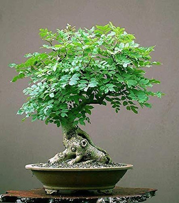 CYBEXIS XLL-1 - Moringa - PKM2 Drumstick - (150 Seeds) Seed(150 per packet)