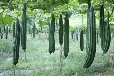 Qualtivate PUA-8A Acutangula Angled Ridge Gourd Turai Seed(50 per packet)