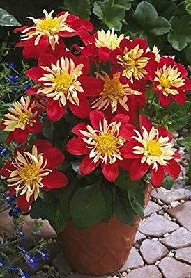 Aywal Dahlia Mix Flower Seed(1 g)