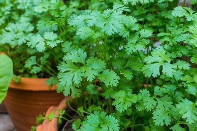 Avysa Coriander Dhaniya Seed(800 per packet)