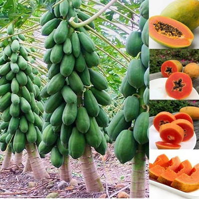SREE Papaya Seed, Pepe, Papita Hybird Seed(55 per packet)