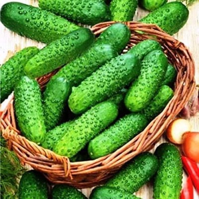 Qualtivate VXL-3AT Pickling Cucumber Open-Pollinated Seed(300 per packet)