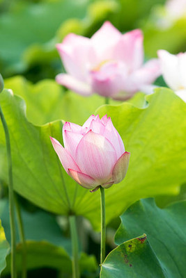 GMR lotus,kamal gatta Seed(15 per packet)