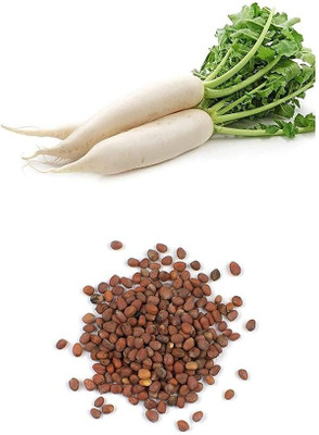 LPR MULI ,WHITE RADISH Seed(100 per packet)