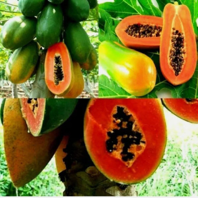 jbm Fresh Red Lady Hybrid Papaya Fruit Seed(300 per packet)