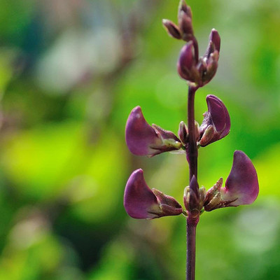 CYBEXIS High Yield Purple Lablab Purpureus Beans Seed800 Seeds Seed(800 per packet)