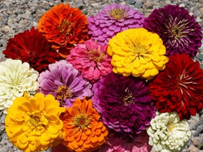 SILTON Zinnia Dahlia Flowered Mix Seed(40 per packet)