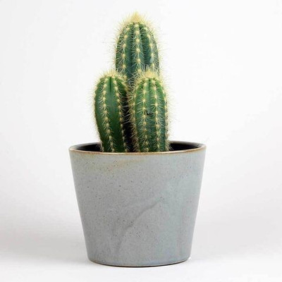 Khushi Prova cactus bloom beautiful flower hybrid seeds 1-packet Seed(105 per packet)