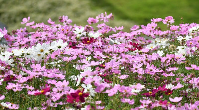 ZIXA Psycho White Cosmos Seed(30 per packet)