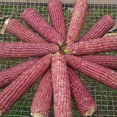 Qualtivate RES-8A Rare Pink Corn Ornamental Seed(400 per packet)
