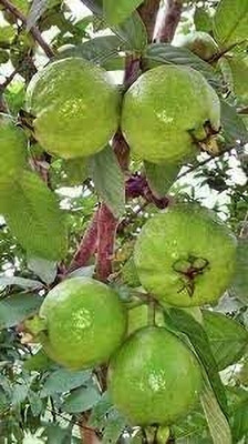 Aywal Guava Seed(55 per packet)