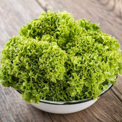 CYBEXIS Lettuce - Lollo Bionda Seeds1000 Seeds Seed(1000 per packet)