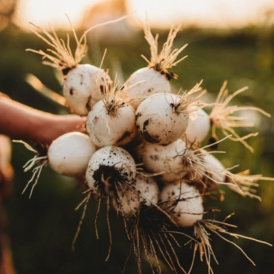 Biosnyg Non GMO White Spanish Onion Vegetable Seeds For Gardening-(3000 Seeds) Seed(3000 per packet)